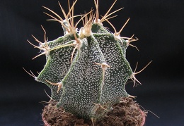 Astrophytum ornatum