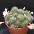 Aylostera albiflora