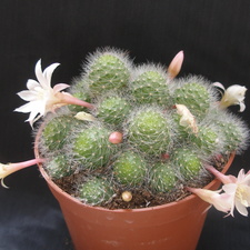 Aylostera albiflora