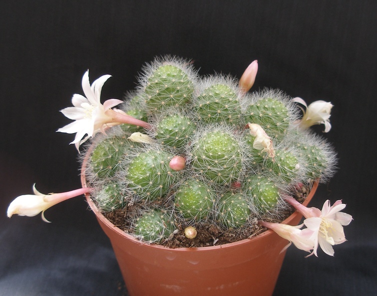 Aylostera_albiflora.JPG