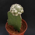 Blossfeldia liliputana 1