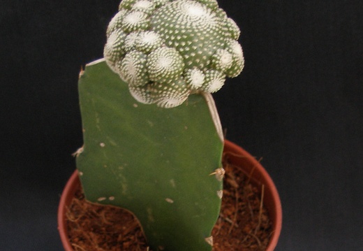 Blossfeldia liliputana 1