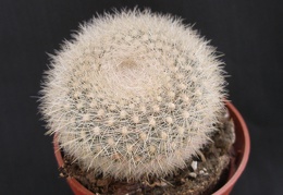 Brasilicactus  haselbergii