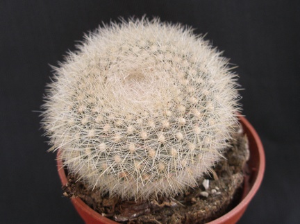 Brasilicactus  haselbergii