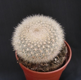 Brasilicactus  haselbergii