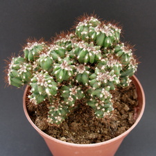 Cereus peruvianus f  monstrosa