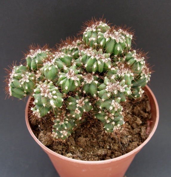 Cereus_peruvianus_f__monstrosa.JPG