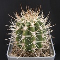 Coleocephalocereus goebelianus