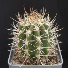 Coleocephalocereus goebelianus