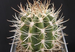 Coleocephalocereus goebelianus