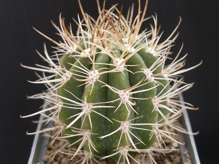 Coleocephalocereus goebelianus