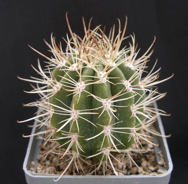 Coleocephalocereus_goebelianus.JPG