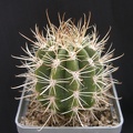 Coleocephalocereus_goebelianus.JPG