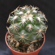 Coryphantha bumamma