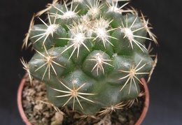 Coryphantha bumamma