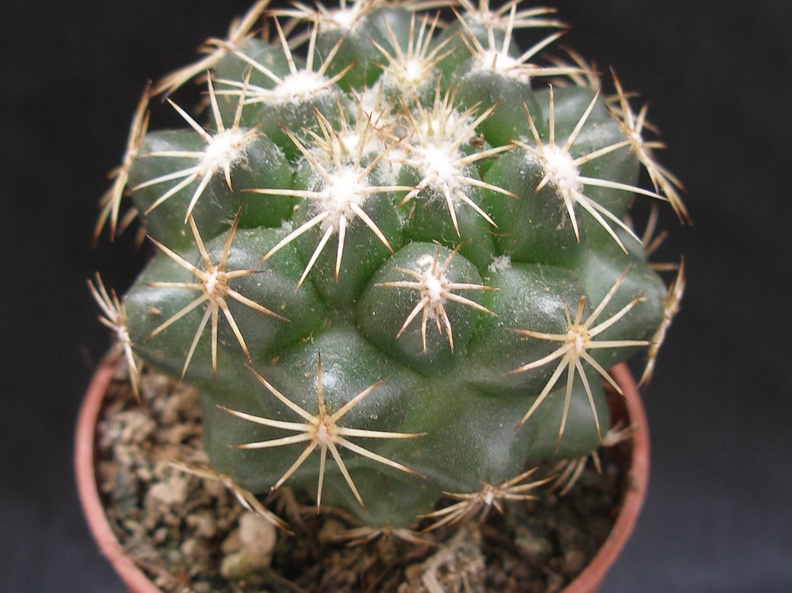 Coryphantha bumamma