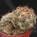 Coryphantha longicornis