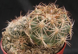 Coryphantha longicornis