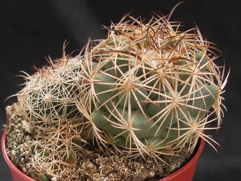 Coryphantha longicornis