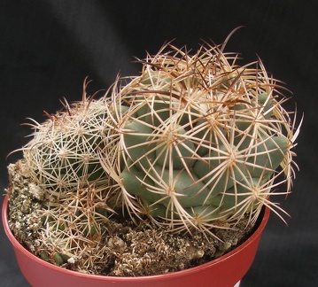 Coryphantha longicornis