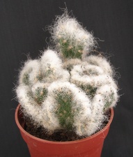 Cylinderopuntia vestita v  cristata