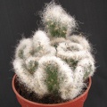 Cylinderopuntia vestita v  cristata