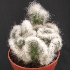 Cylinderopuntia vestita v  cristata