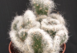 Cylinderopuntia vestita v  cristata