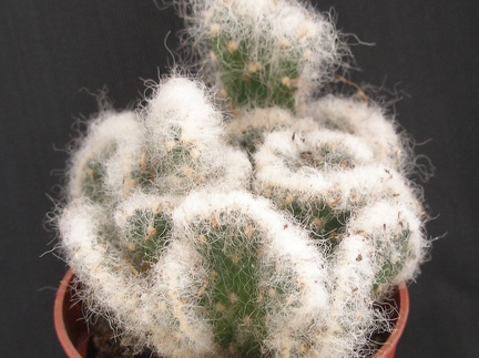 Cylinderopuntia vestita v  cristata