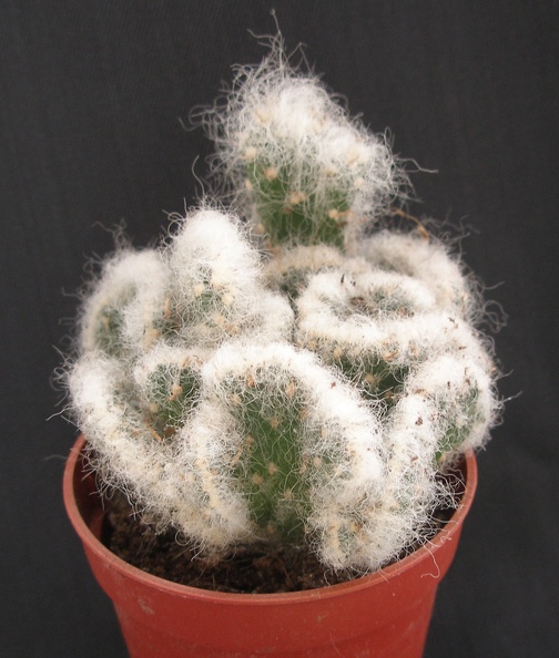 Cylinderopuntia_vestita_v__cristata.JPG