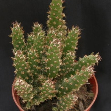 Cylindropuntia subulata