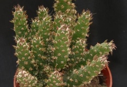 Cylindropuntia subulata