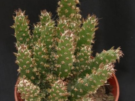 Cylindropuntia subulata