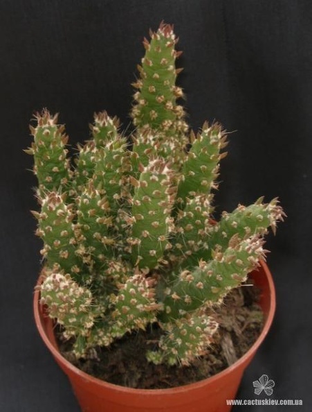 Cylindropuntia_subulata.jpg