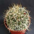 Dolichotele camptotricha