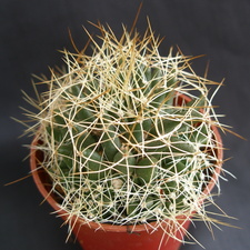 Dolichotele camptotricha