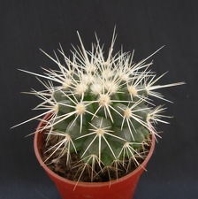 Echinocactus grusonii