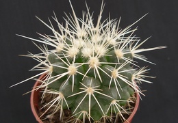 Echinocactus grusonii