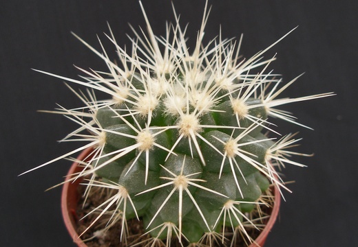 Echinocactus grusonii