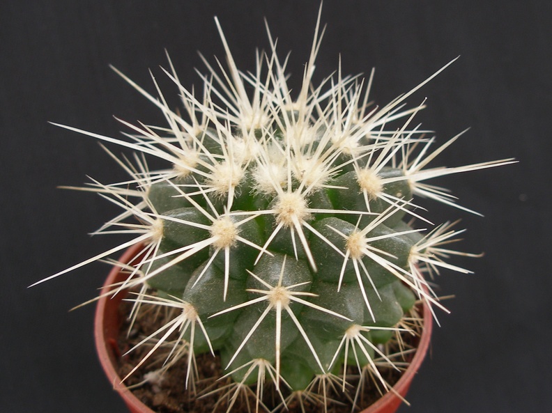 Echinocactus grusonii