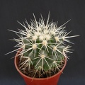 Echinocactus_grusonii.JPG