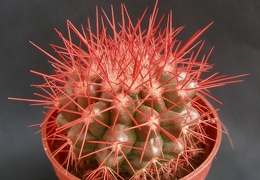 Echinocactus grusonii1