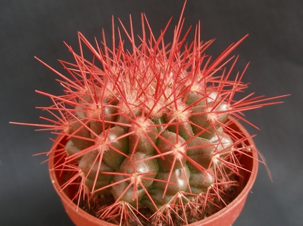 Echinocactus grusonii1