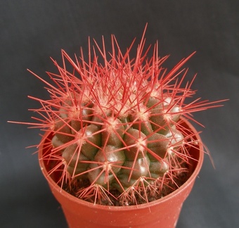 Echinocactus grusonii1