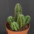 Echinocereus morricalii
