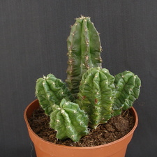Echinocereus morricalii