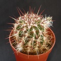 Echinocereus viridiflorus