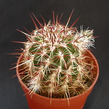 Echinocereus viridiflorus