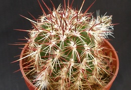 Echinocereus viridiflorus