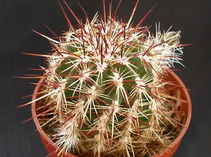 Echinocereus viridiflorus